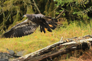 Young Eagle in flight